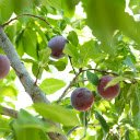 The purple plums are full of powder  screen for extension Chrome web store in OffiDocs Chromium