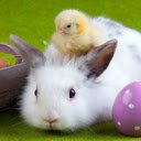 The Rabbit and the Chick: A Heartwarming Friendship  screen for extension Chrome web store in OffiDocs Chromium
