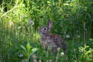 Free download The Rabbit I Met free photo or picture to be edited with GIMP online image editor