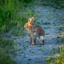 The Rabbit in the Middle of the Road  screen for extension Chrome web store in OffiDocs Chromium