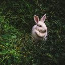 The rabbit lies on the grass  screen for extension Chrome web store in OffiDocs Chromium