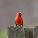 The Red Bird and the Beautiful Crest  screen for extension Chrome web store in OffiDocs Chromium