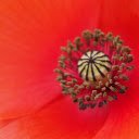 The red flower petals  screen for extension Chrome web store in OffiDocs Chromium