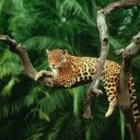 The Resting Leopard: A Silent Watcher in the Trees  screen for extension Chrome web store in OffiDocs Chromium