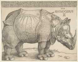 Free download The Rhinoceros free photo or picture to be edited with GIMP online image editor