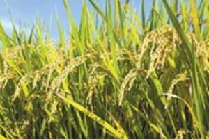 Free download the rice free photo or picture to be edited with GIMP online image editor