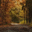 The road into the forest  screen for extension Chrome web store in OffiDocs Chromium