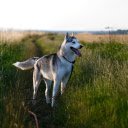 The road is full of grass and dogs  screen for extension Chrome web store in OffiDocs Chromium