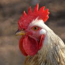 The Rooster  screen for extension Chrome web store in OffiDocs Chromium