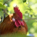 The Rooster and the Red Comb  screen for extension Chrome web store in OffiDocs Chromium