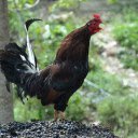 The Rooster Crows  screen for extension Chrome web store in OffiDocs Chromium