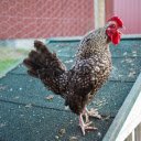 The rooster is practicing crowing  screen for extension Chrome web store in OffiDocs Chromium