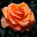 The rose bloomed  screen for extension Chrome web store in OffiDocs Chromium