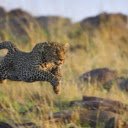 The Running Cheetah: Speed and Elegance in Motion  screen for extension Chrome web store in OffiDocs Chromium