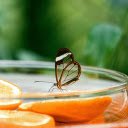 The scent of orange wafts sweetly  screen for extension Chrome web store in OffiDocs Chromium