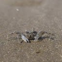 The Sea Crab  screen for extension Chrome web store in OffiDocs Chromium