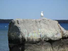 Free download The Seagull On Top of the Big Rock at North Kingstown Town Beach free photo or picture to be edited with GIMP online image editor