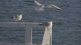 Gratis download The Seagulls Bird Sea - gratis video om te bewerken met OpenShot online video-editor