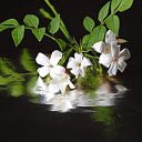 The shadow of a flower branch  screen for extension Chrome web store in OffiDocs Chromium
