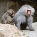 The Shaggy Headed Gibbon  screen for extension Chrome web store in OffiDocs Chromium