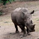 The sharp horn on the rhinos nose  screen for extension Chrome web store in OffiDocs Chromium