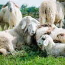 The sheep lie down to rest  screen for extension Chrome web store in OffiDocs Chromium