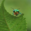 The shiny beetle  screen for extension Chrome web store in OffiDocs Chromium