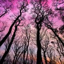 The sky turned pink  screen for extension Chrome web store in OffiDocs Chromium
