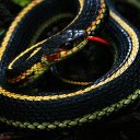 The snake curled up in a red net  screen for extension Chrome web store in OffiDocs Chromium