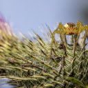 The spider and the thorn flower  screen for extension Chrome web store in OffiDocs Chromium