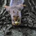 The squirrel lies on the tree  screen for extension Chrome web store in OffiDocs Chromium