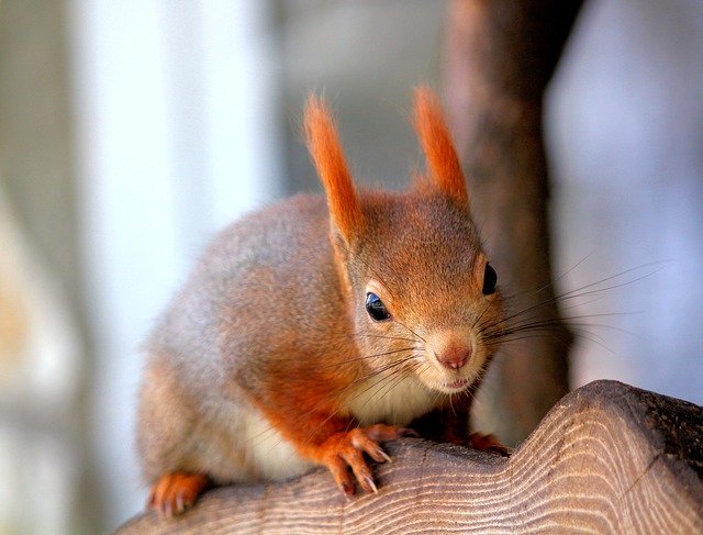 دانلود رایگان قالب عکس The Squirrel Mammal Rodent برای ویرایش با ویرایشگر تصویر آنلاین GIMP