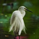 The Stork and the Peacock Tail  screen for extension Chrome web store in OffiDocs Chromium