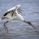 The stork flew over the river  screen for extension Chrome web store in OffiDocs Chromium