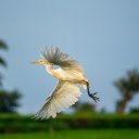 The stork spreads its wings and flies  screen for extension Chrome web store in OffiDocs Chromium