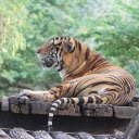 The striped tiger lies cool  screen for extension Chrome web store in OffiDocs Chromium