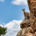 The Strong Mountain Goat  screen for extension Chrome web store in OffiDocs Chromium