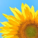 The sun flower glows in the blue sky  screen for extension Chrome web store in OffiDocs Chromium