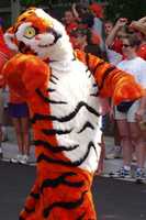 Free download The Tiger free photo or picture to be edited with GIMP online image editor
