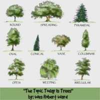 The Topic Today Is Trees'i ücretsiz indirin GIMP çevrimiçi resim düzenleyici ile düzenlenecek ücretsiz fotoğraf veya resim