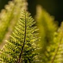 The top of the fern tree  screen for extension Chrome web store in OffiDocs Chromium