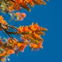 The tree blooms with orange flowers  screen for extension Chrome web store in OffiDocs Chromium