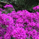 The tree has many flowers  screen for extension Chrome web store in OffiDocs Chromium