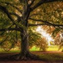 The tree is tall and shiny  screen for extension Chrome web store in OffiDocs Chromium