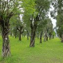 The trees are in a straight line  screen for extension Chrome web store in OffiDocs Chromium