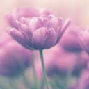 The tulip flower spring  screen for extension Chrome web store in OffiDocs Chromium