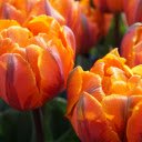The tulips flowers orange spring  screen for extension Chrome web store in OffiDocs Chromium