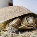 The turtle slept soundly  screen for extension Chrome web store in OffiDocs Chromium