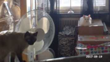Ücretsiz indir İki Dişi Kedi. GIMP çevrimiçi resim düzenleyici ile düzenlenecek ücretsiz fotoğraf veya resim