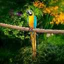 The Vibrant Parrot  screen for extension Chrome web store in OffiDocs Chromium